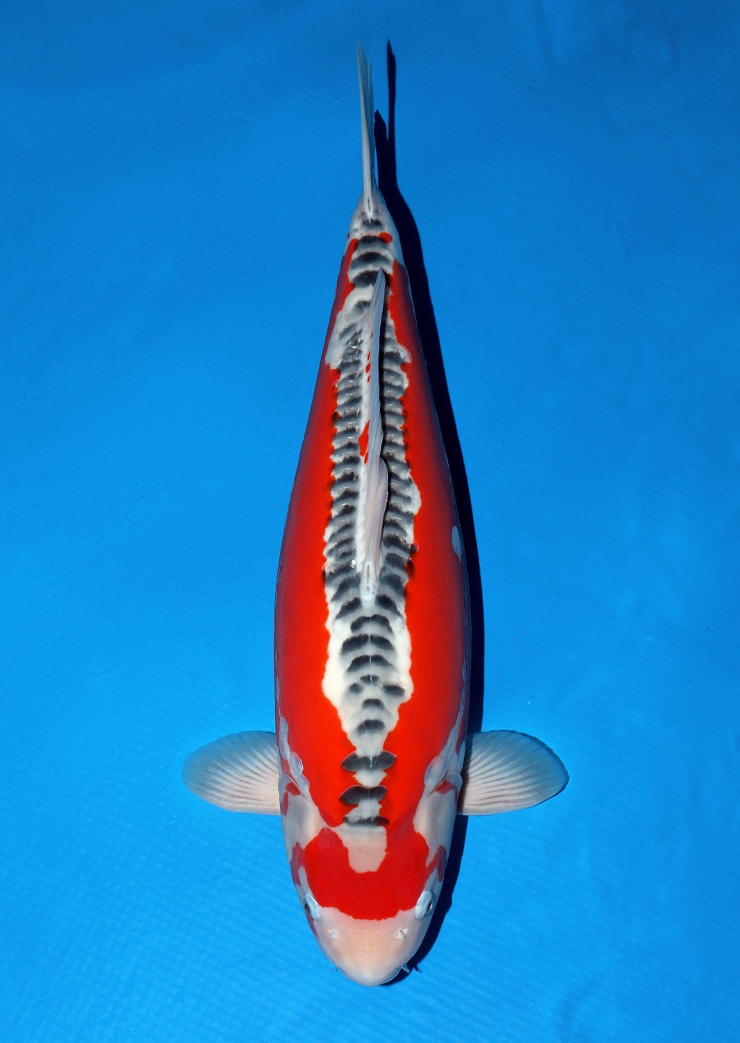 D. Cempaka Mature Champion