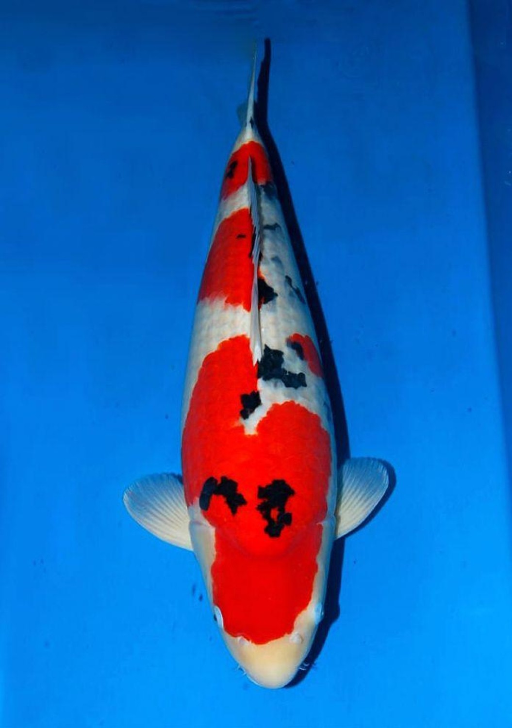 Juara 1