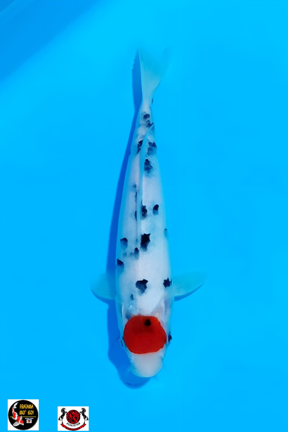 Juara 5