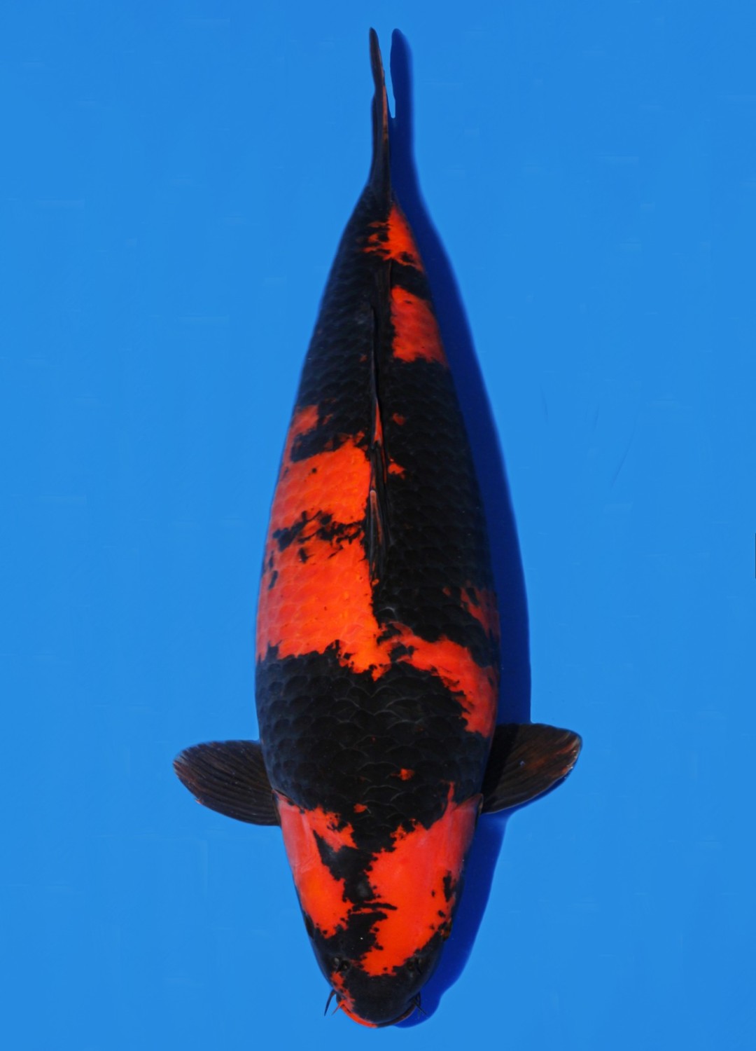 Juara 1