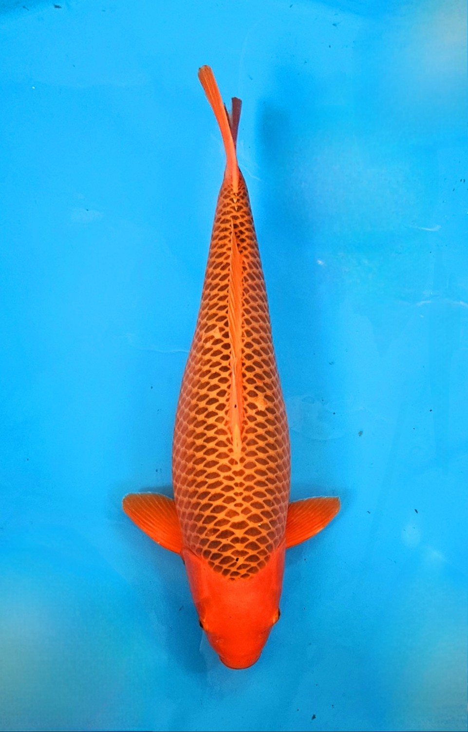 Juara 2