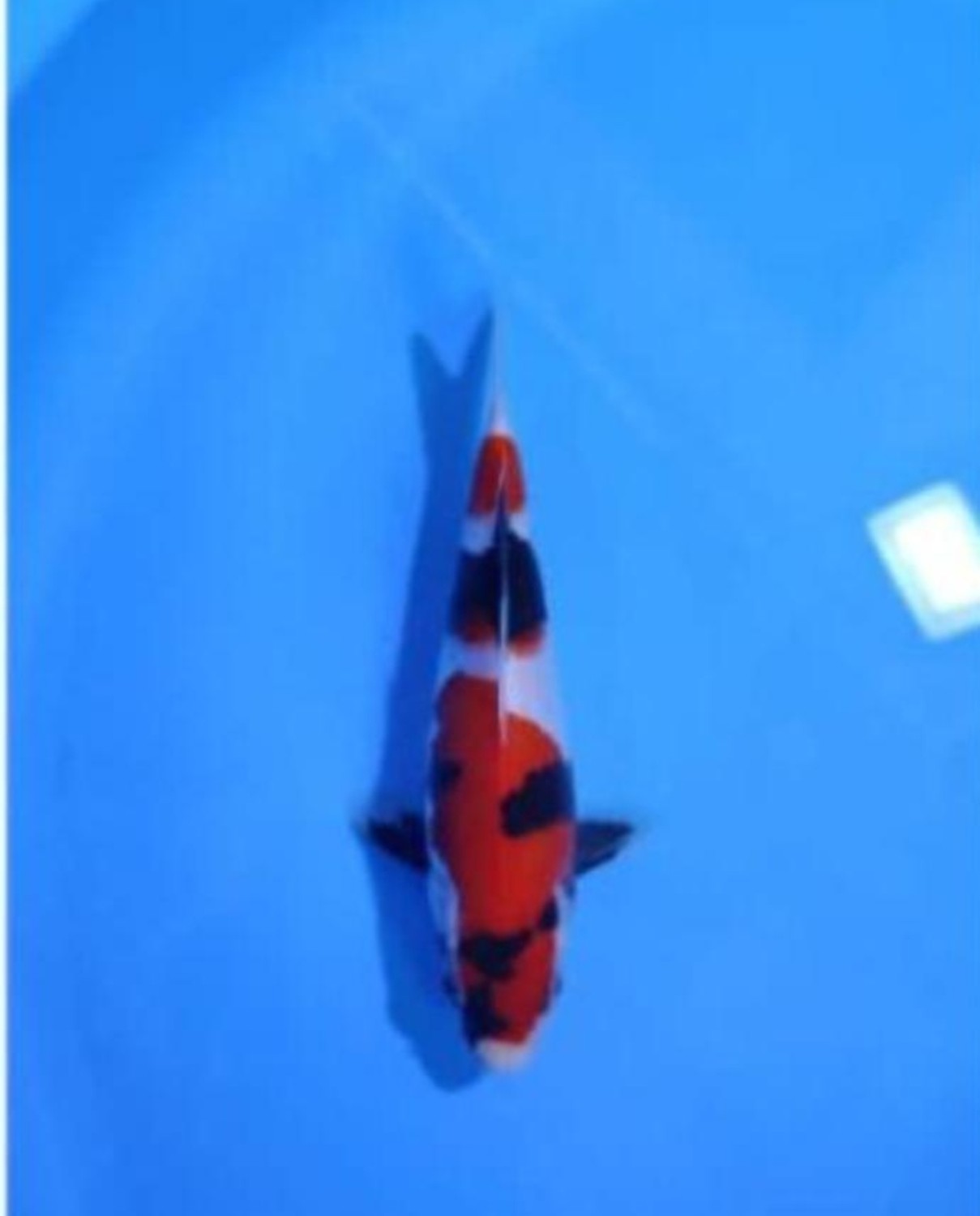 A. Mini Champion