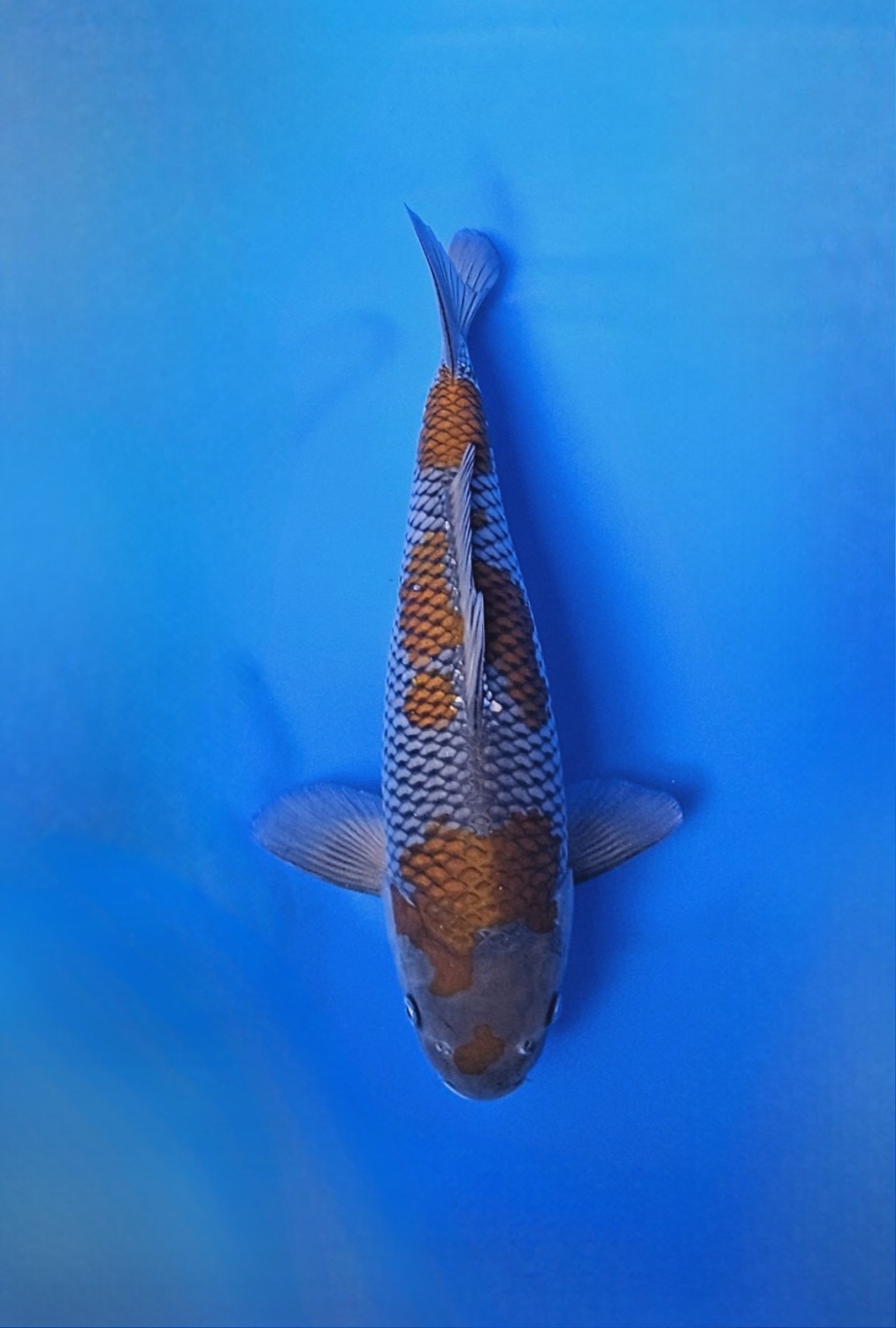 Juara 1