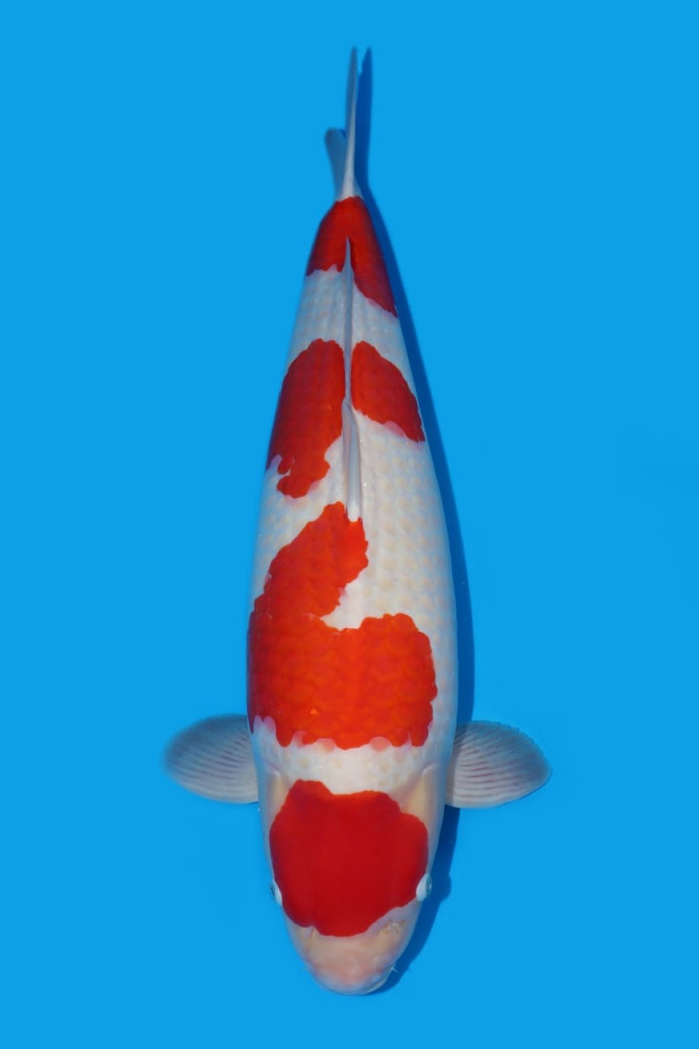 A. Best In Size 76 - 80 cm