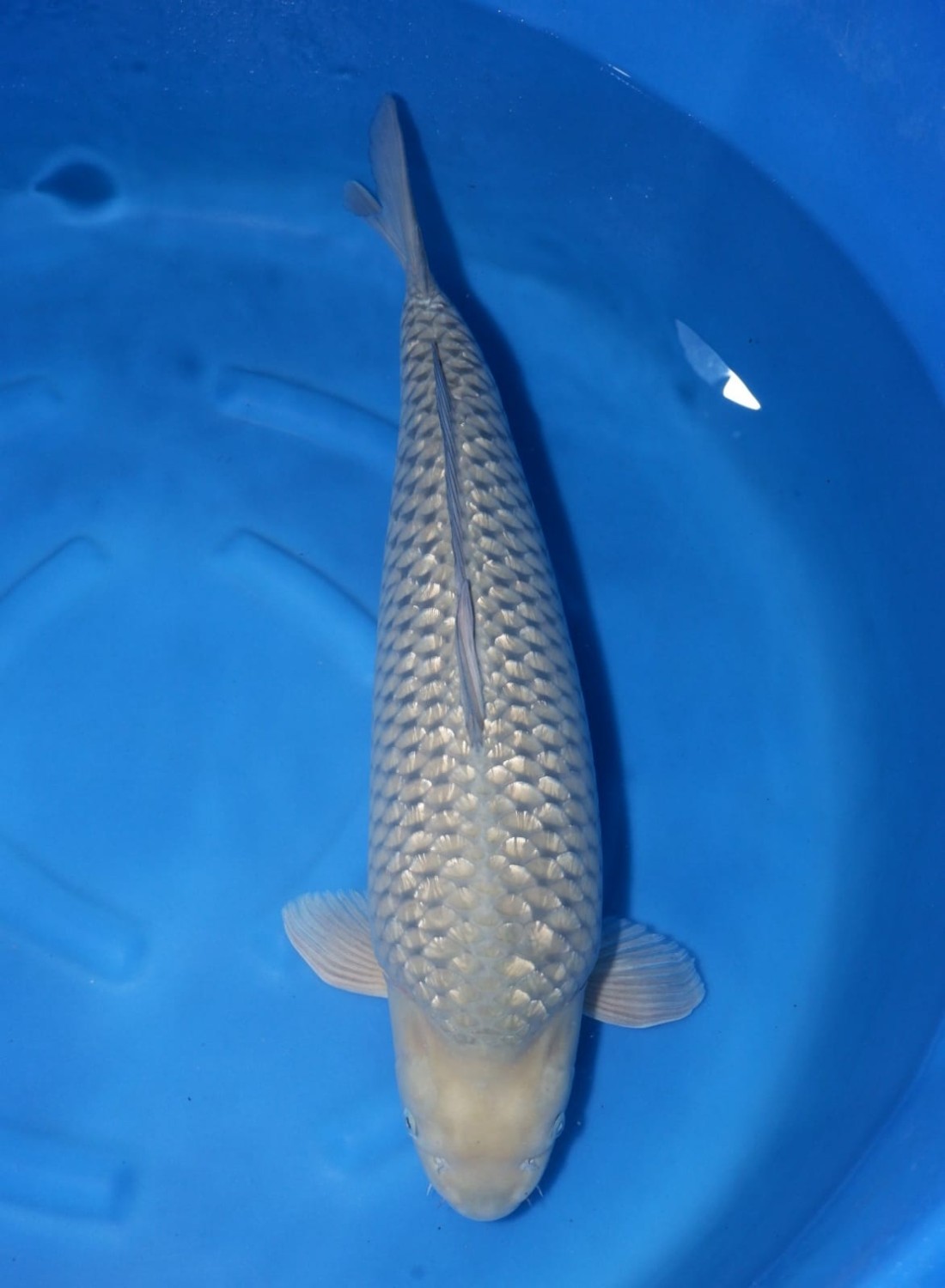 Juara 1