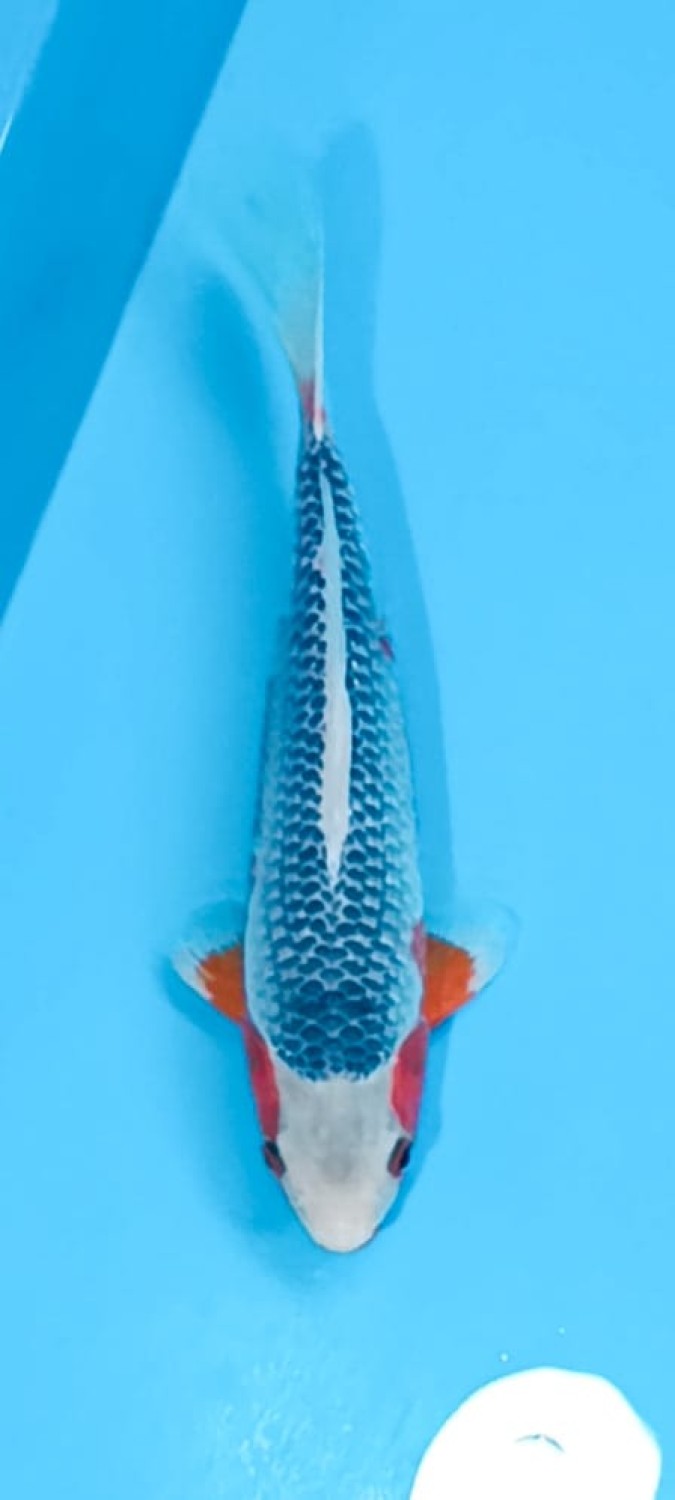 Juara 5