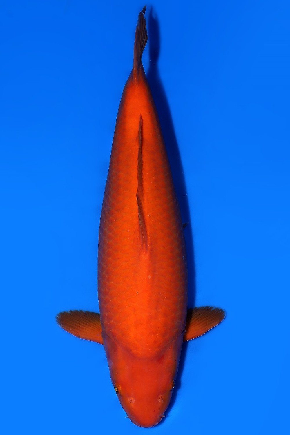 Juara 5