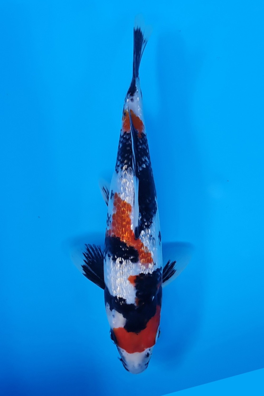 Juara 5