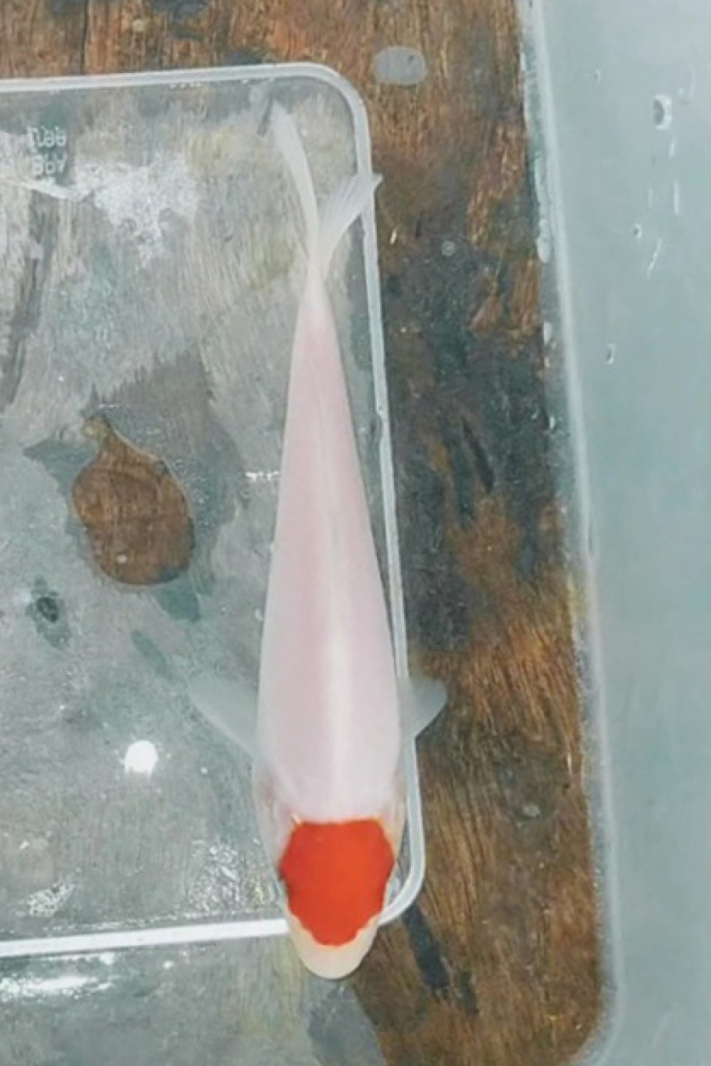 Juara 4