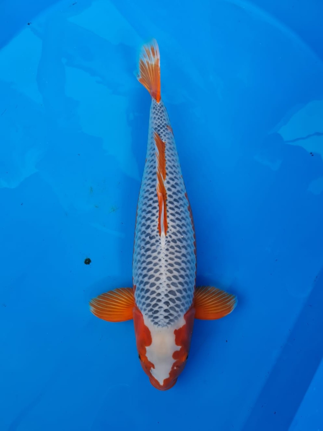 D. Cempaka Prize 76 - 80 cm