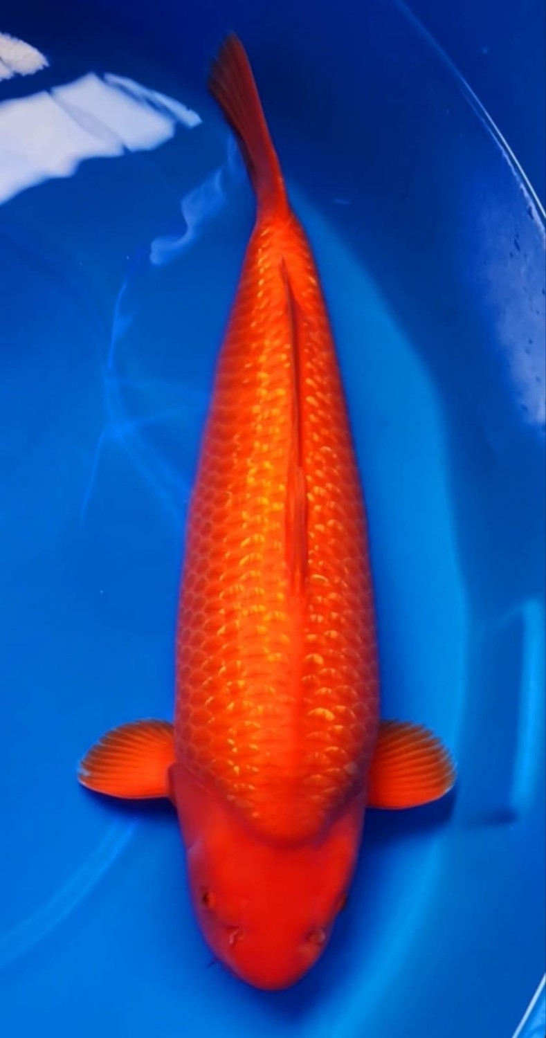 E. Kamboja Mature Champion