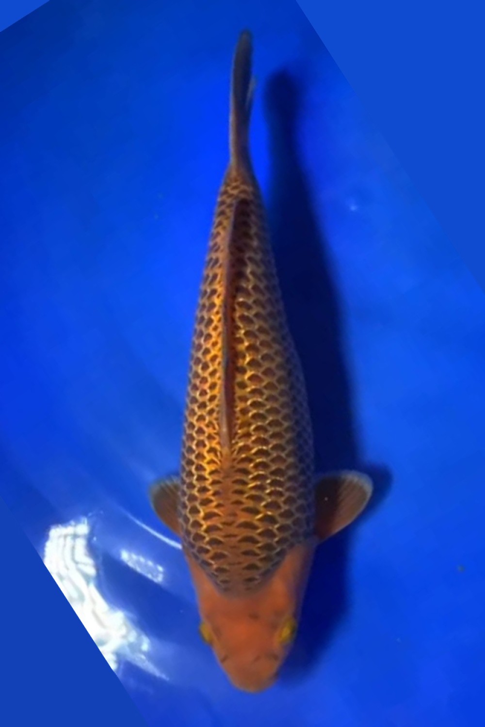 Juara 2