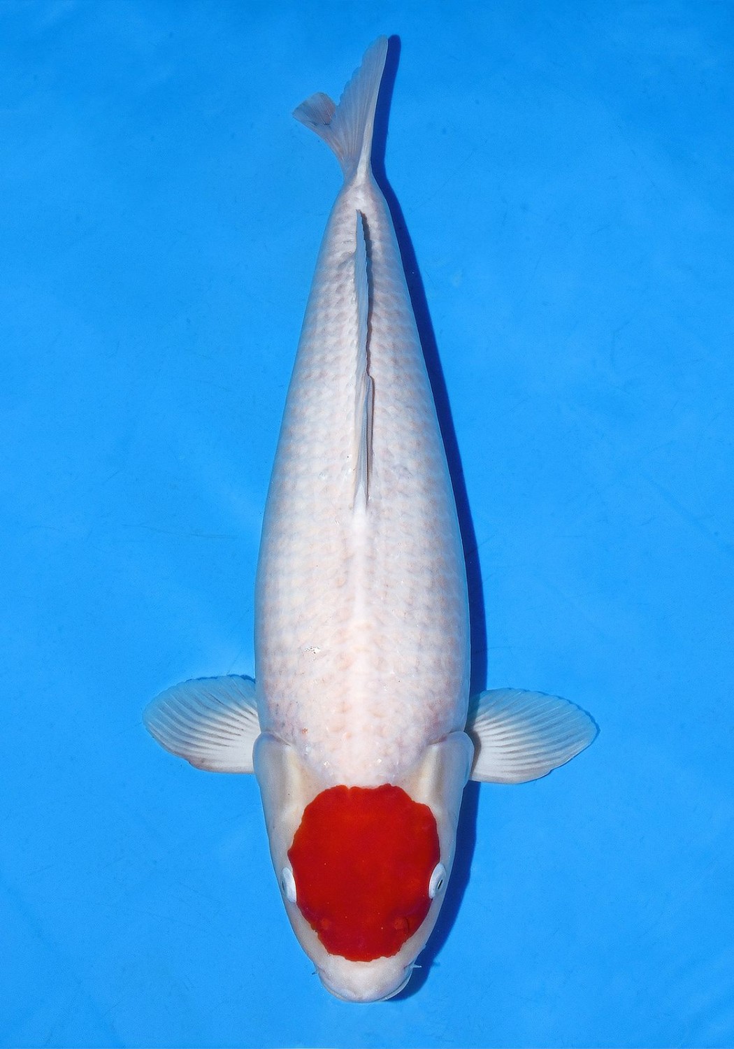 Juara 1