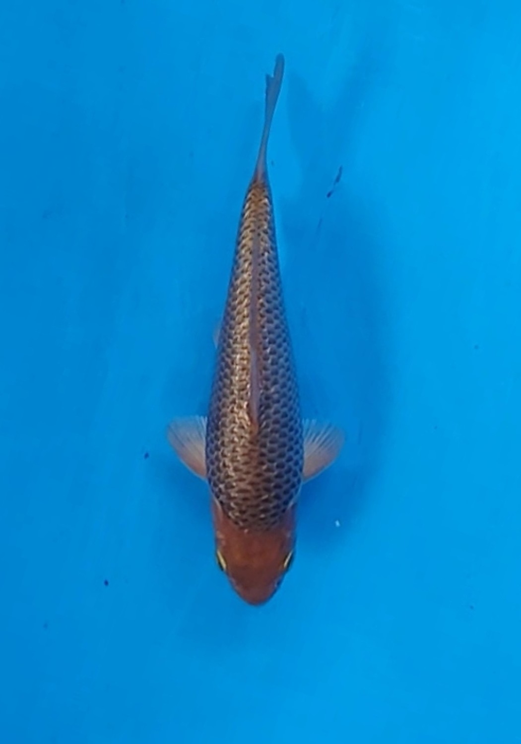 Juara 2