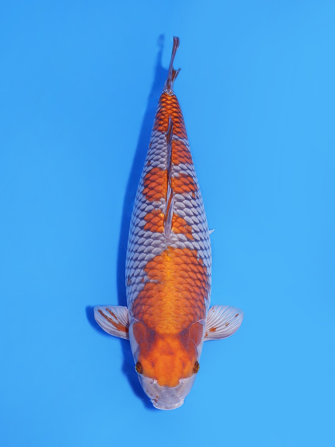 Juara 3