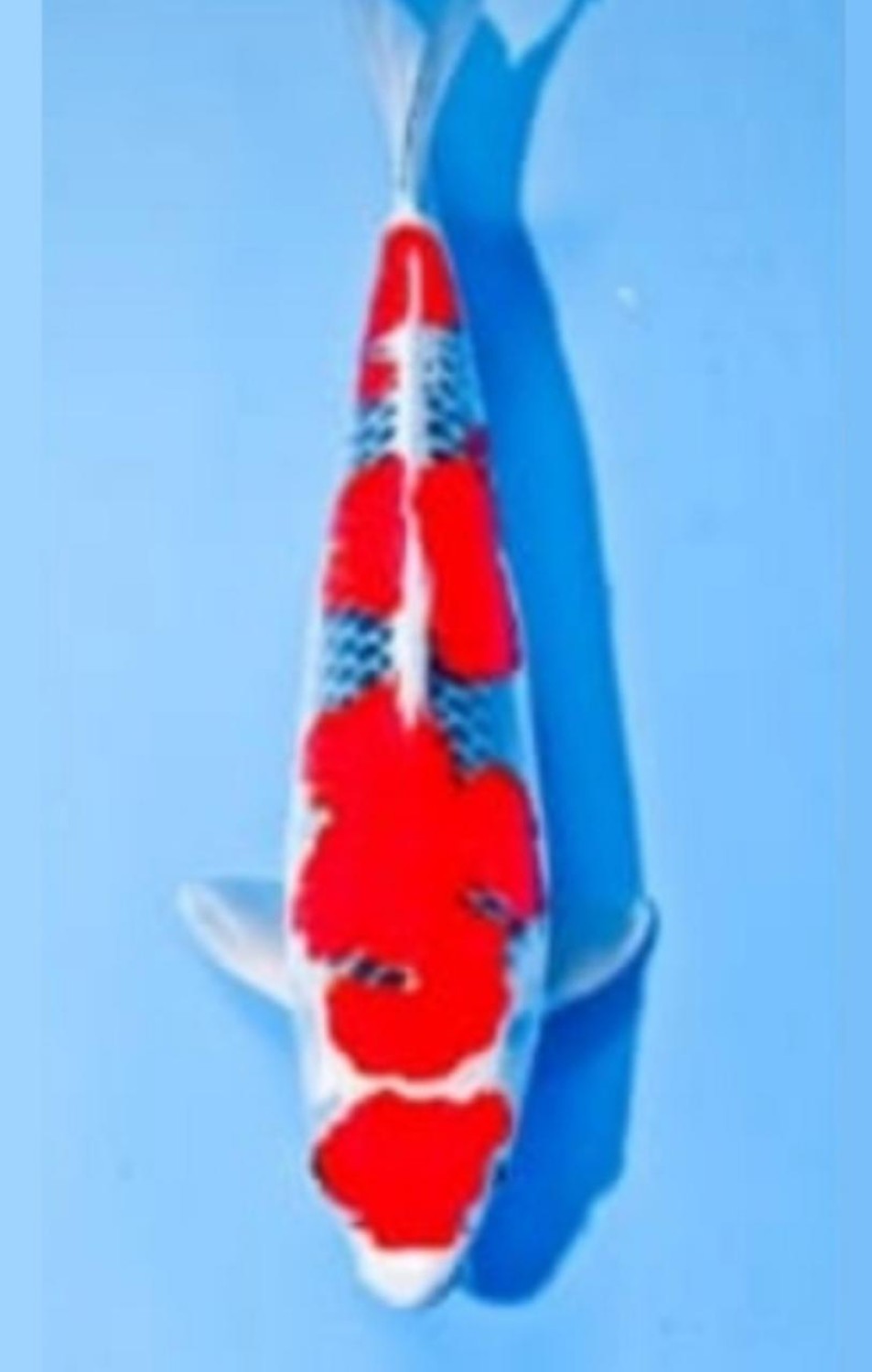 Juara 4