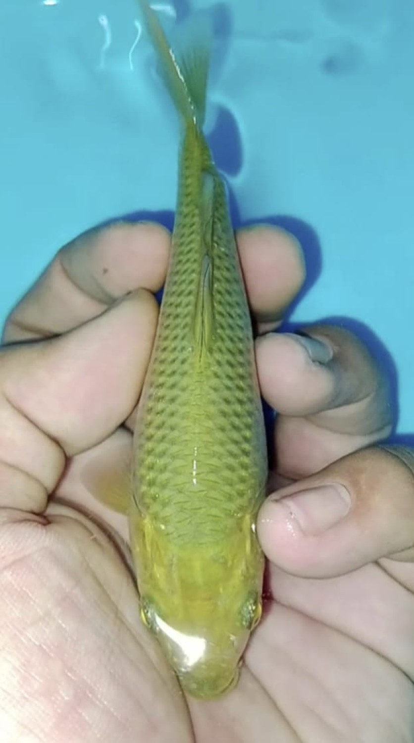 Juara 5
