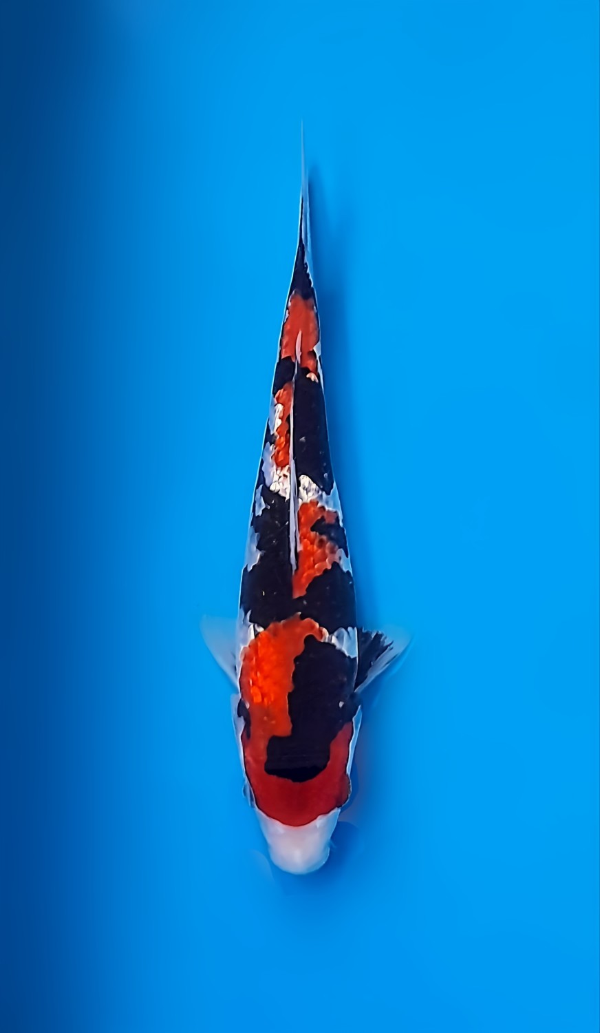 Juara 2