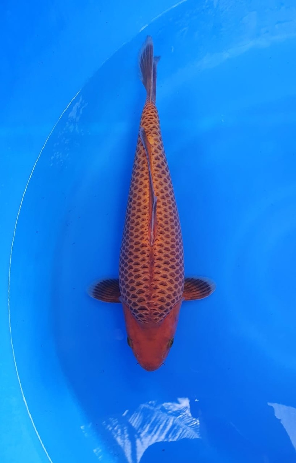 Juara 2