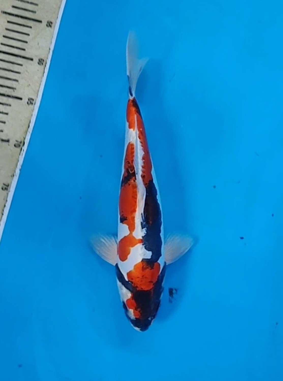 Juara 4