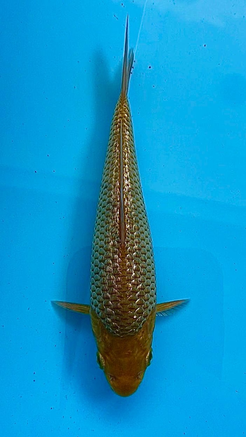 Juara 1