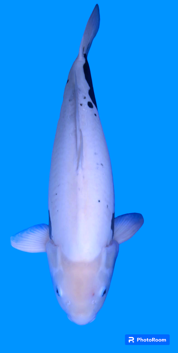 Juara 1