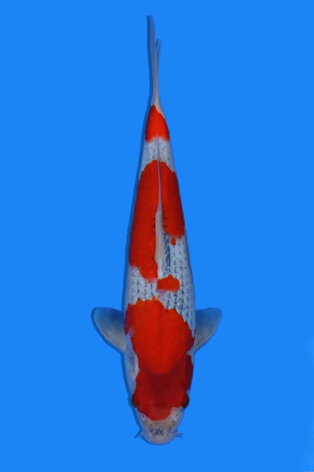 Juara 2