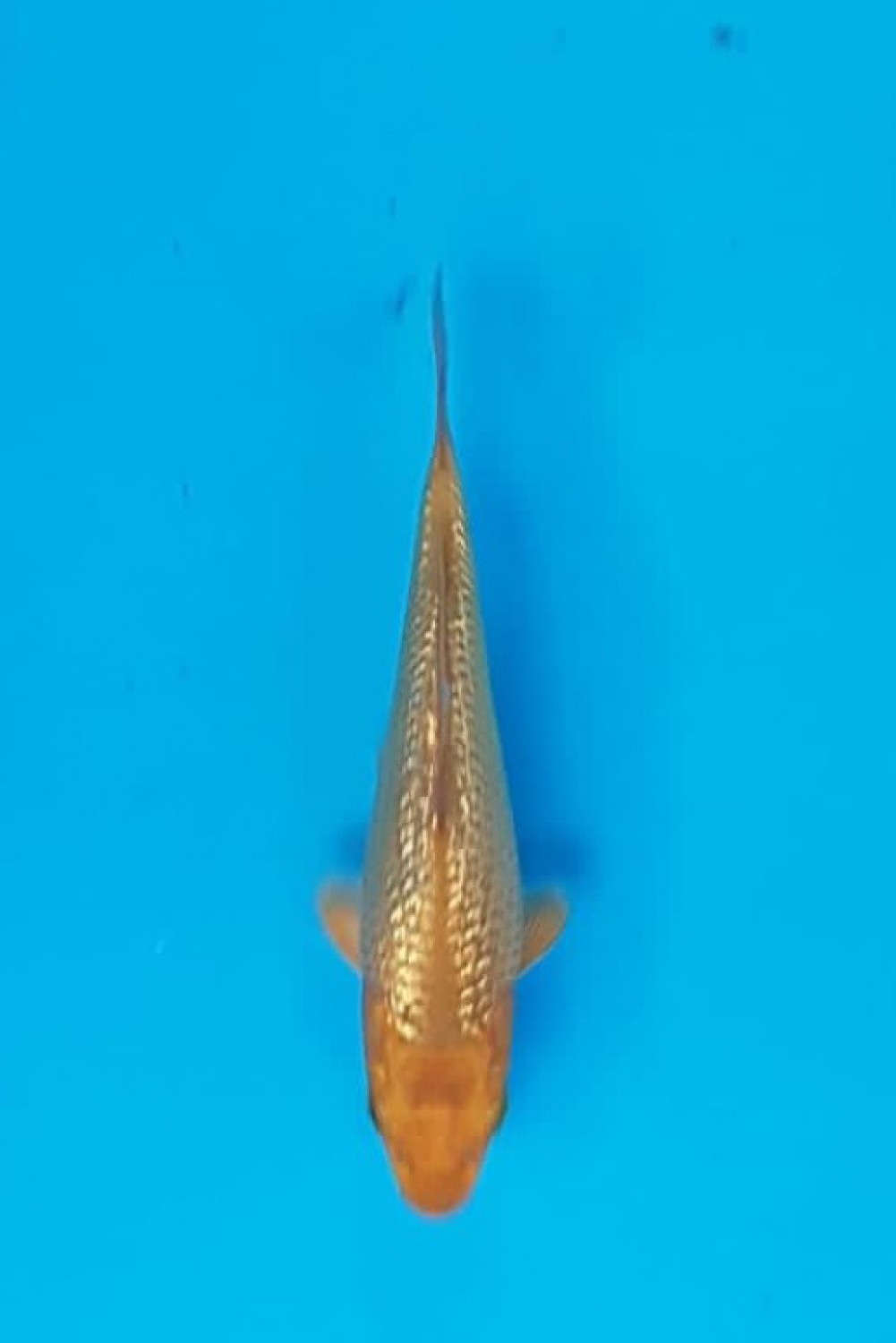 Juara 4