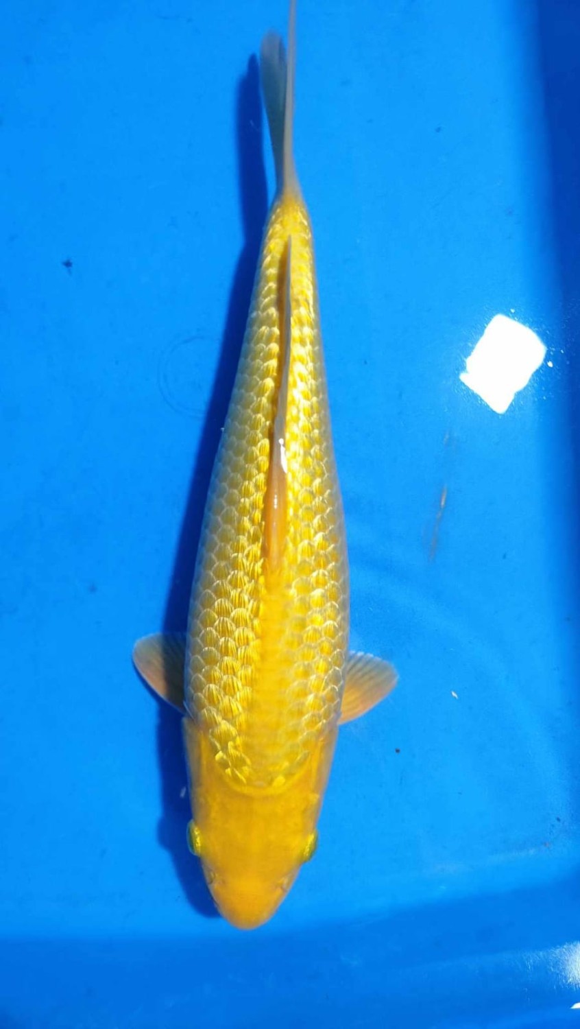 Juara 4
