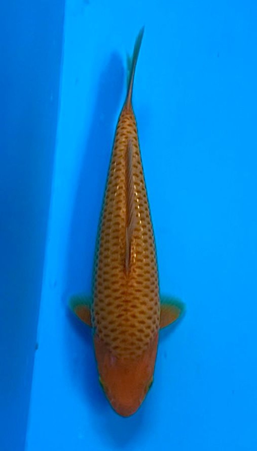 Juara 1