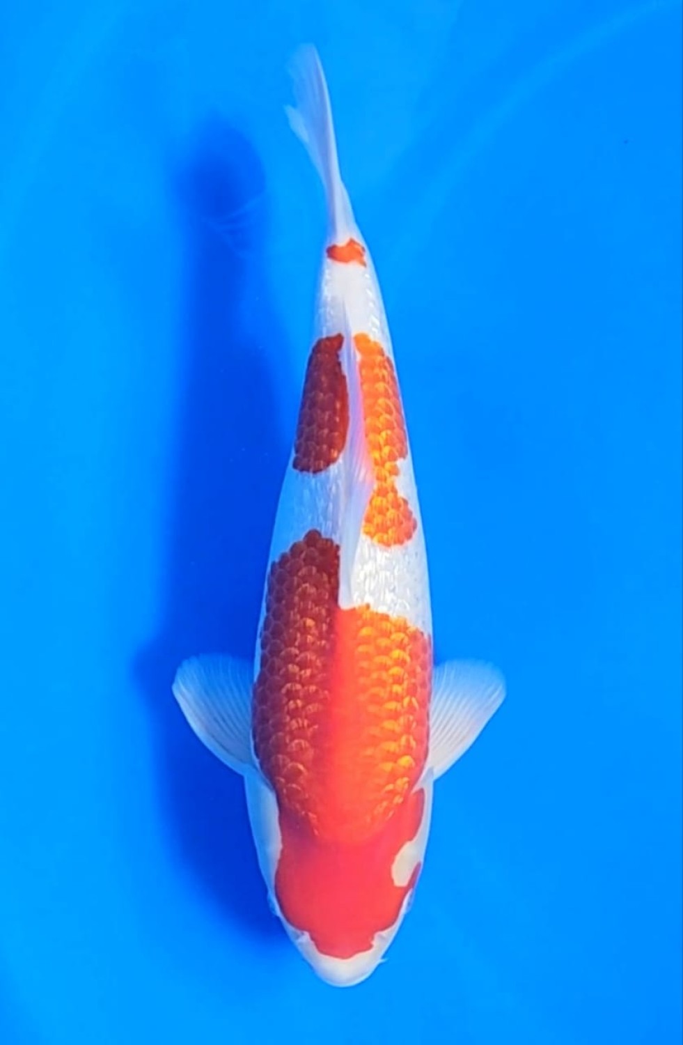 Juara 1