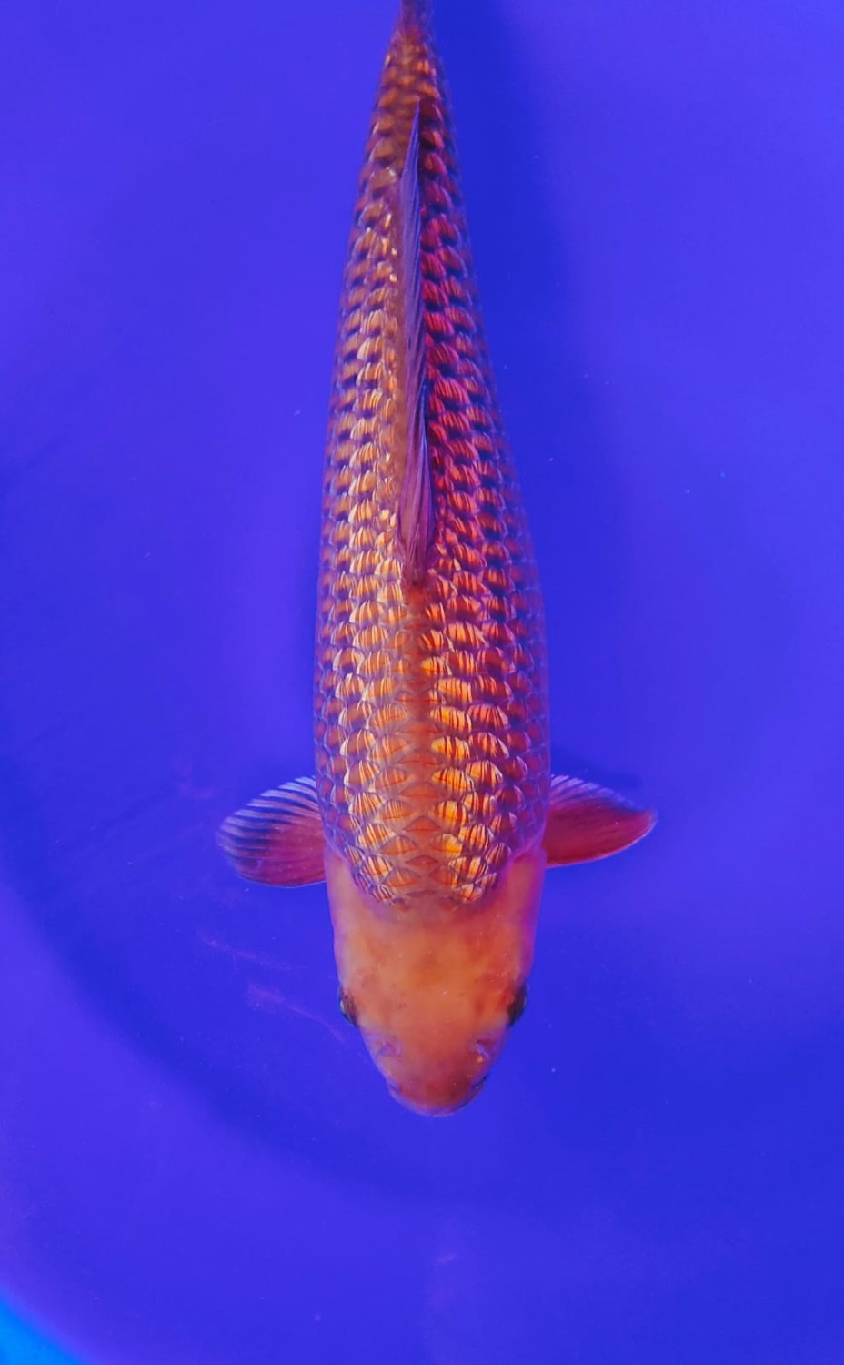 E. Kamboja Junior Champion