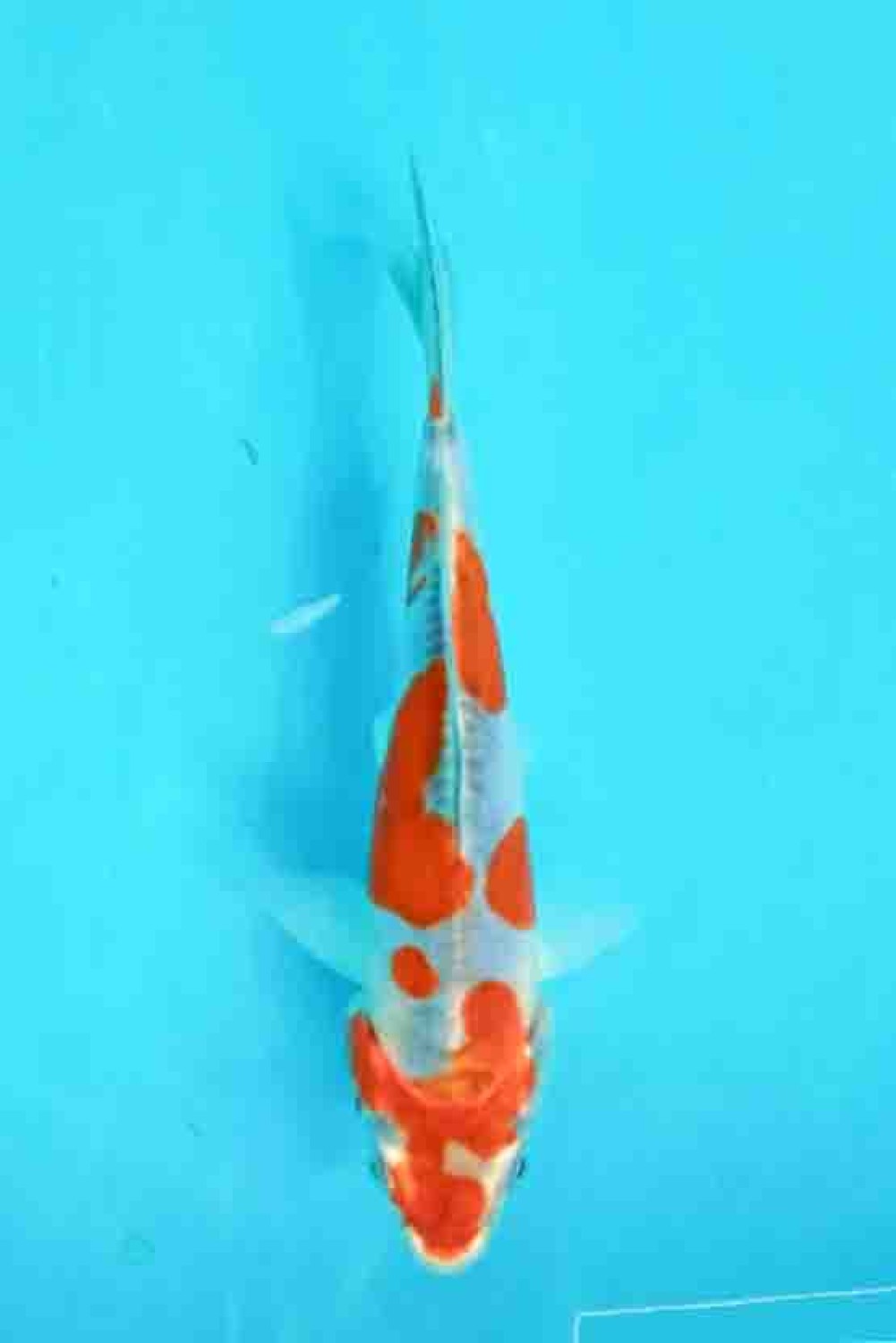 Juara 1