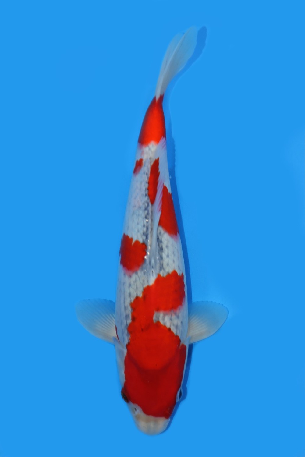 Juara 3