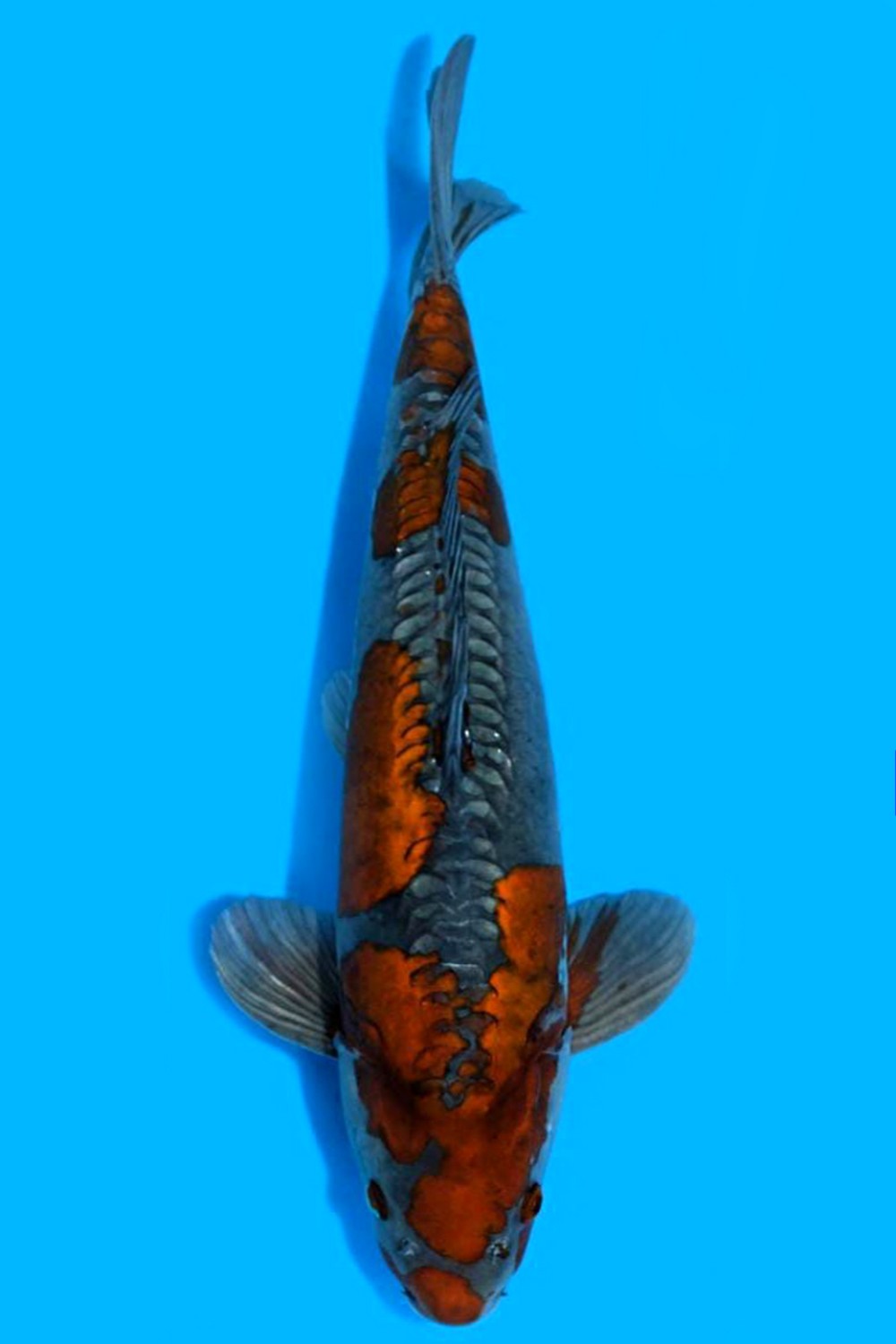 Juara 2