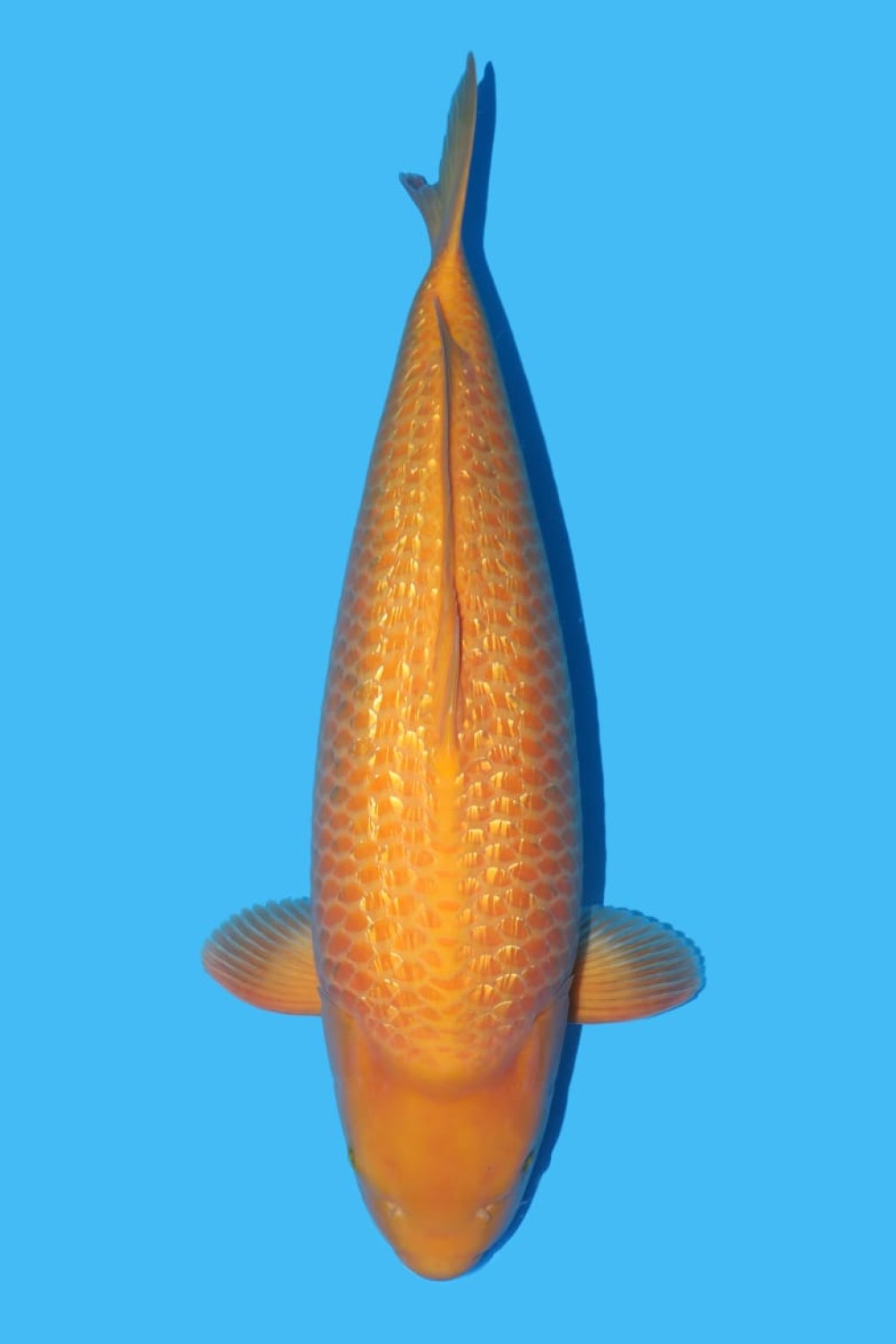 Juara 2