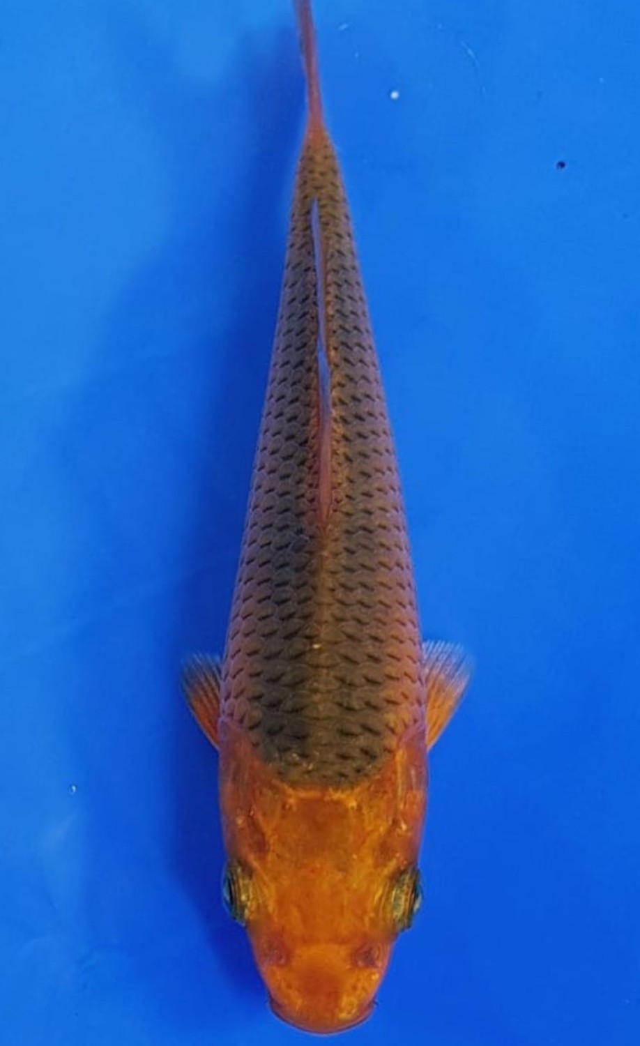 Juara 3