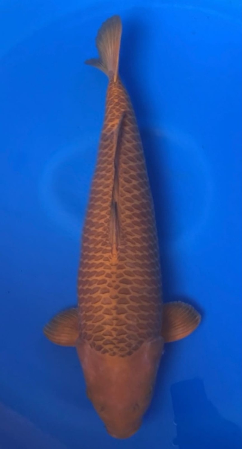 Juara 1
