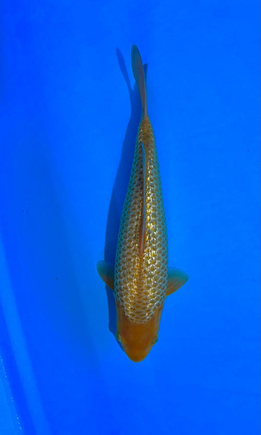 Juara 2