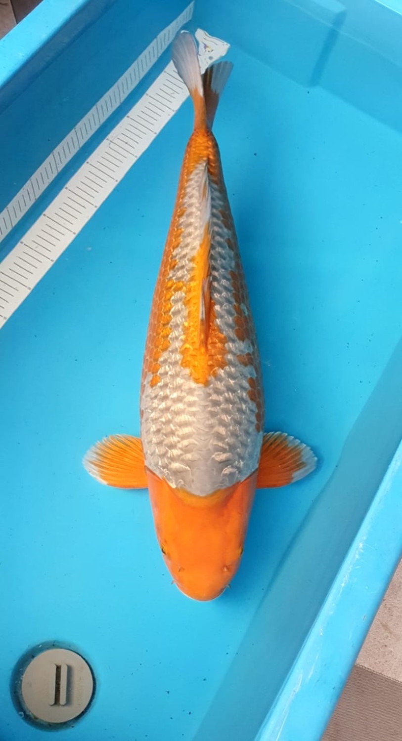 C. Anggrek Prize 66 - 70 cm
