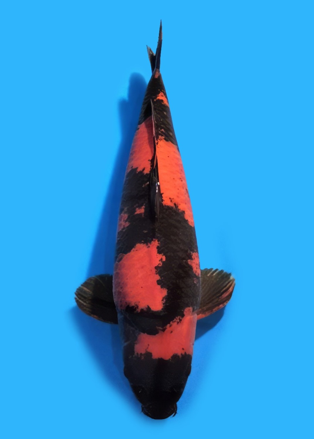 D. Cempaka Prize 46 - 50 cm