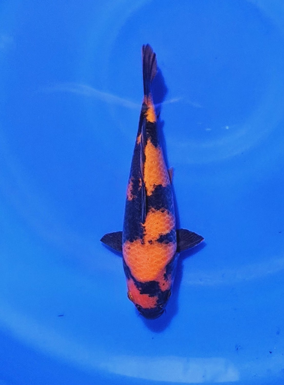 Juara 4