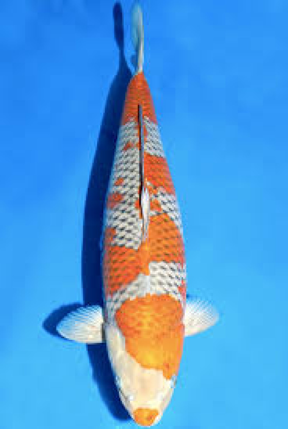 Juara 1