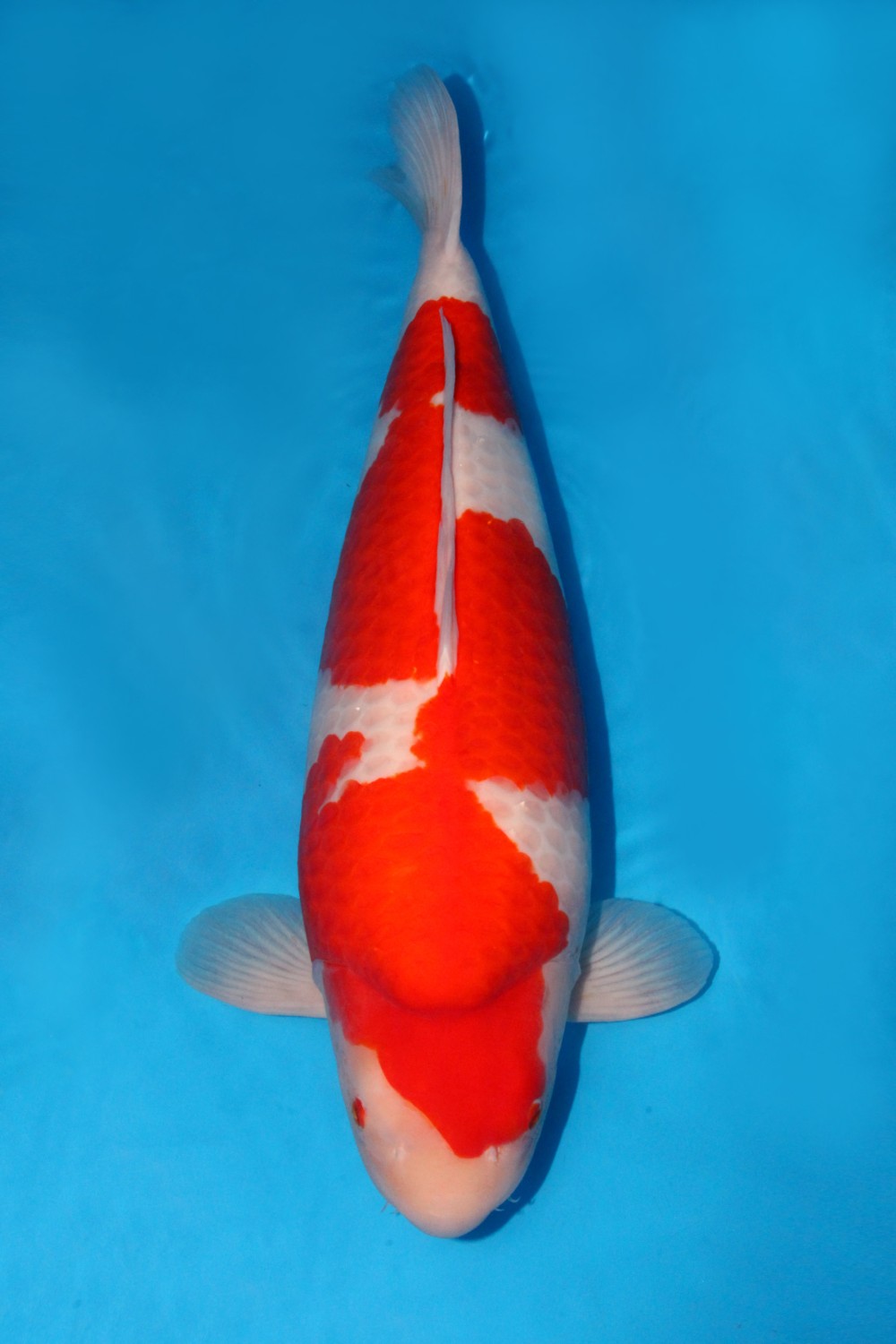 Juara 1