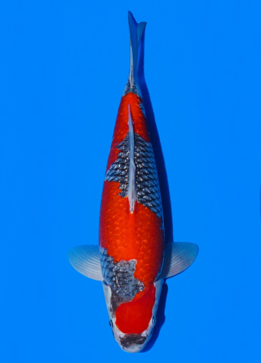 Juara 5