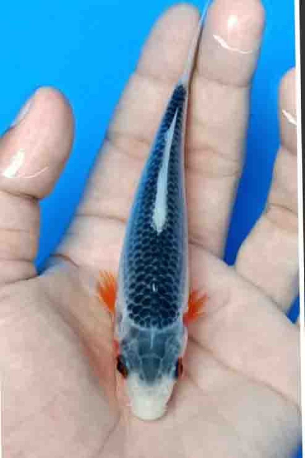 Juara 1