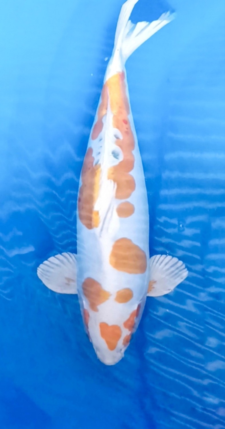 Juara 1