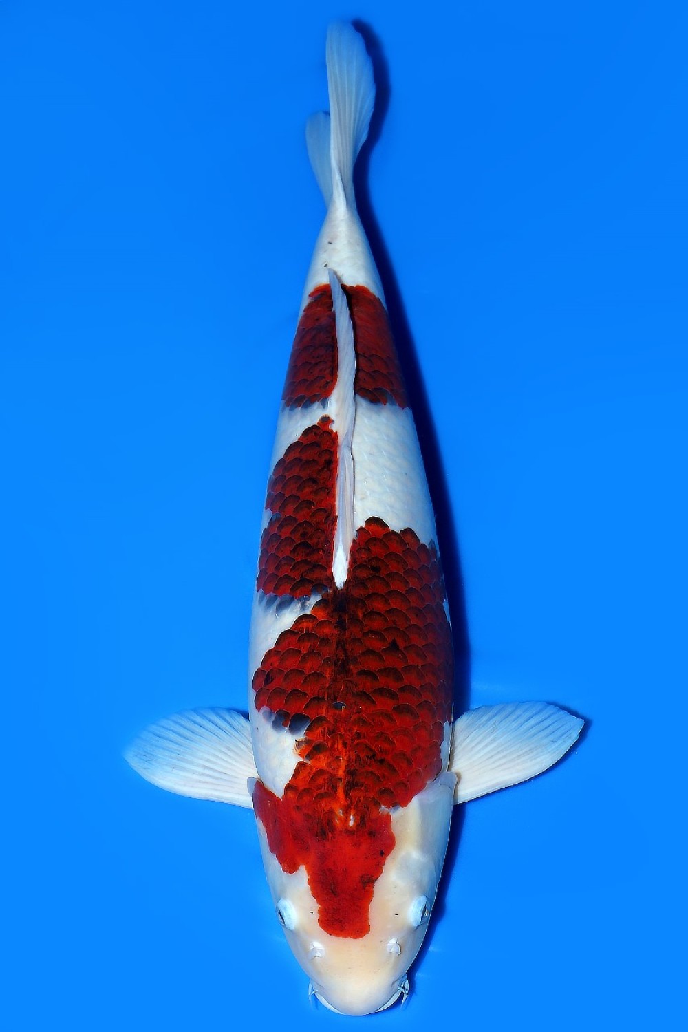 Juara 1