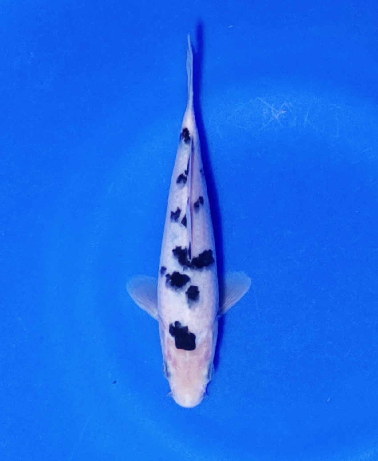 Juara 5
