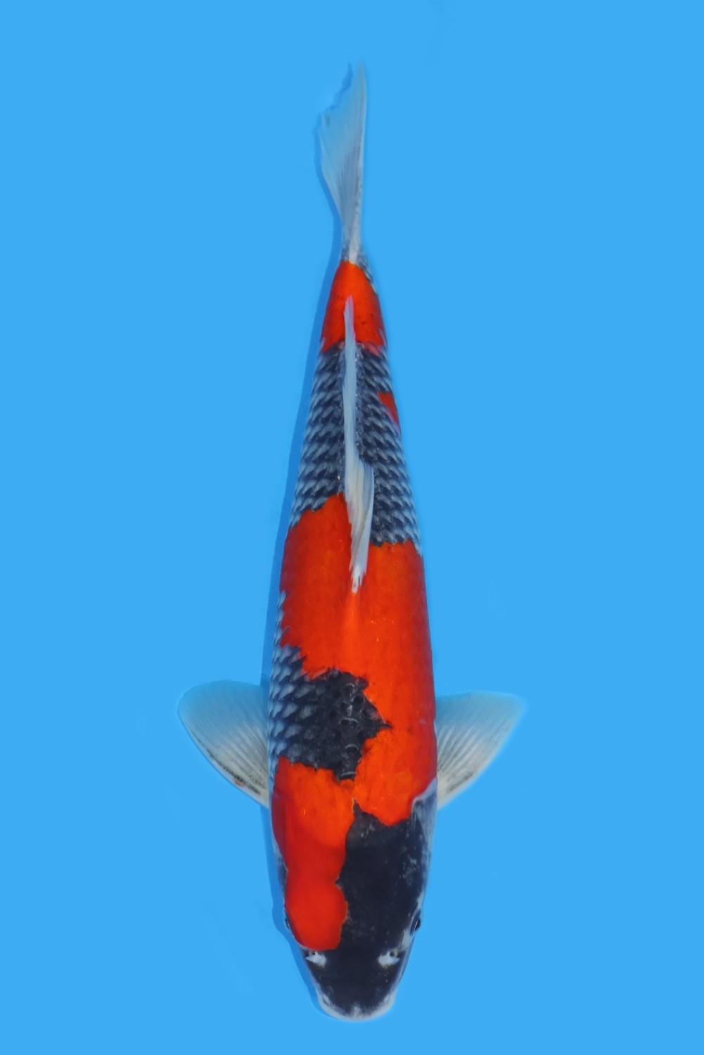 B. Melati Prize 31 - 35 cm
